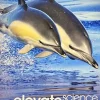 ELEVATE ELEMENTARY SCIENCE 2019 STUDENT EDITION 1-YEAR + DIGITAL COURSEWARE 1-YEAR LICENSE GRADE 1