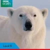 LADYBIRD READERS LEVEL 6 - BBC EARTH: AMAZING PREDATORS