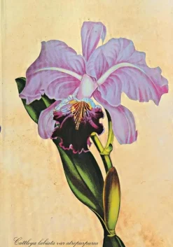 LIBRERTA TAPA DURA MINI BRAZILIAN ORCHID