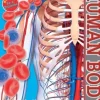 SCHOLASTIC DISCOVER MORE: HUMAN BODY